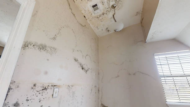 Best Mold-Related Health Consultation  in Mountain View Ranches, AZ