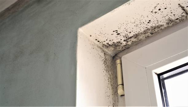 Best Forensic Mold Investigation  in Mountain View Ranches, AZ