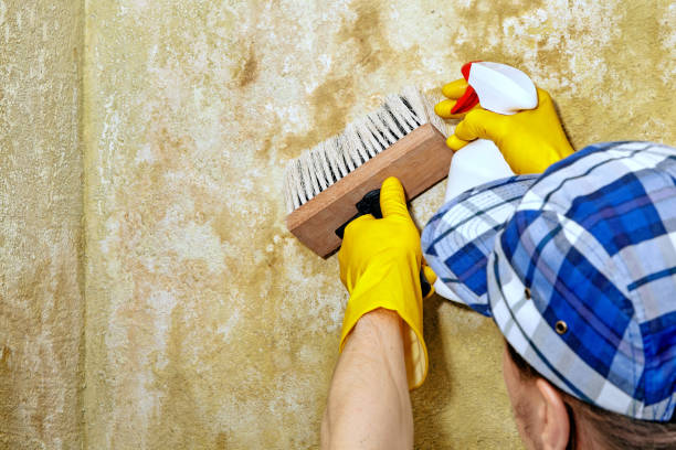 Best Comprehensive Air Testing for Mold Contaminants  in Mountain View Ranches, AZ